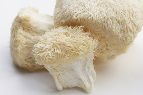 champignon lion's mane